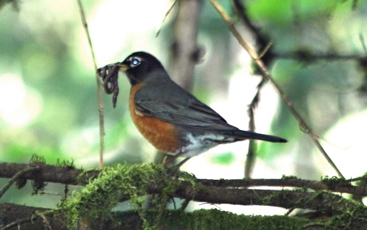 Robin with Big Breakfast